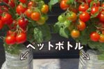 ペットボトルでミニトマトを育てたら、大量に収穫できた