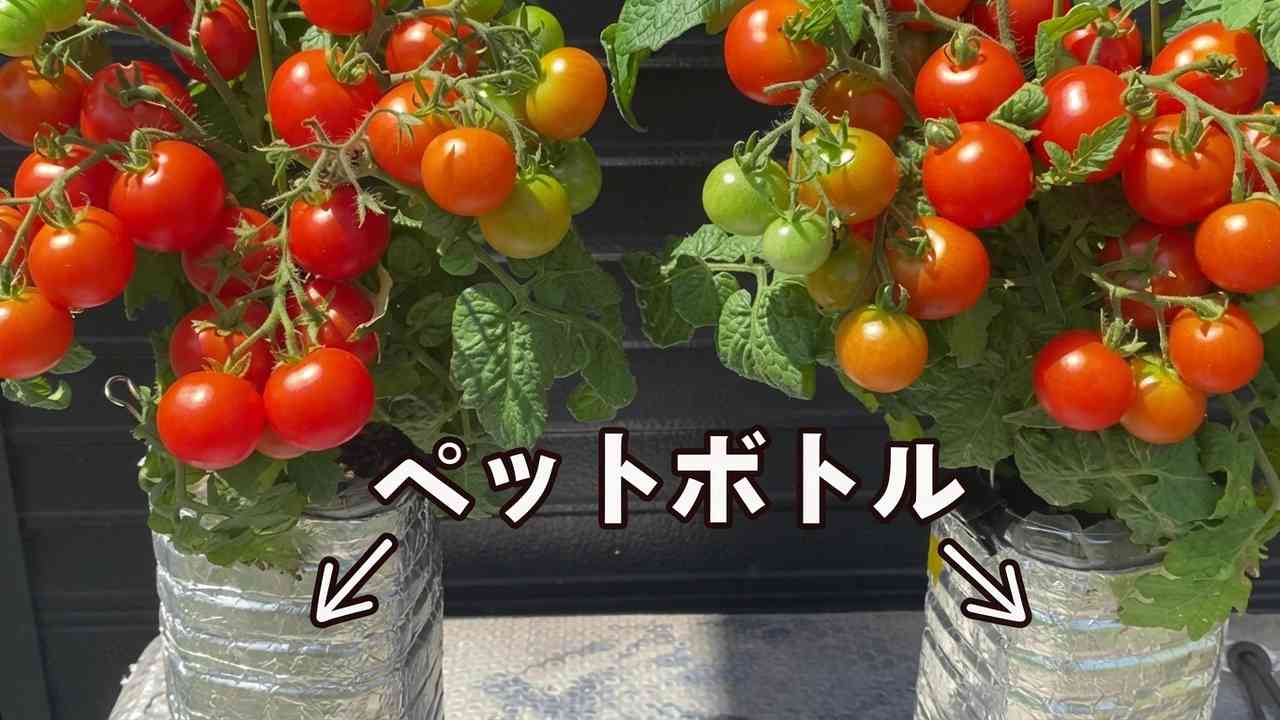 ペットボトルでミニトマトを育てたら、大量に収穫できた